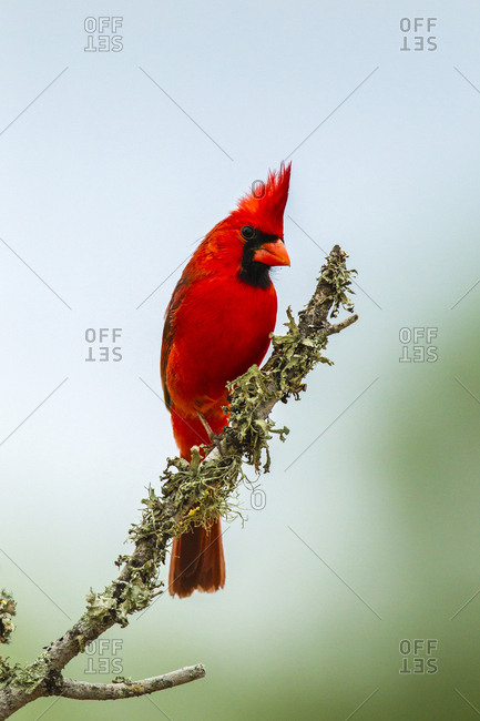 USA, Texas, Hidalgo County. Male cardinal on limb.