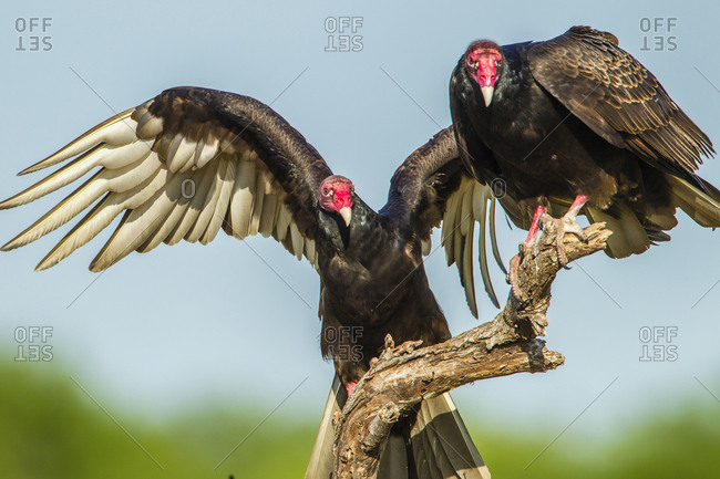 USA, Texas, Hidalgo County. Close-up of two turkey vultures on limb.
