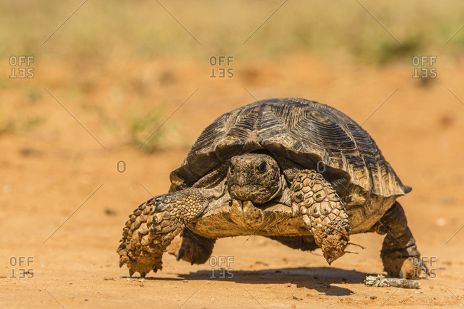 USA, Texas, Hidalgo County. Berlandier's tortoise, running.