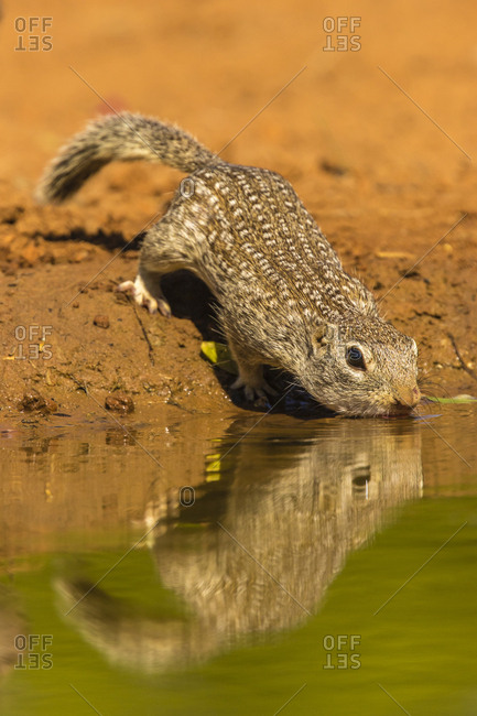 USA, Texas, Hidalgo County. Mexican ground squirrel drinking.