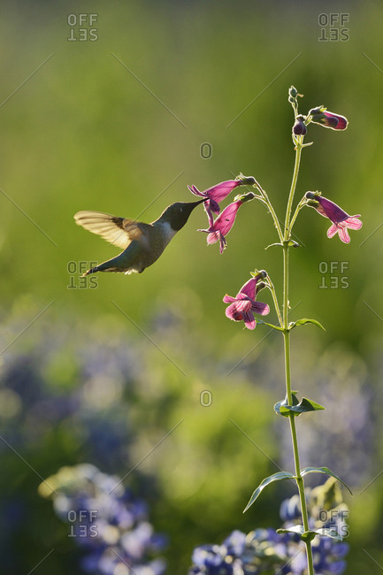 Black-chinned Hummingbird (Archilochus alexandri), adult male feeding on blooming Hill Country Penstemon, Scarlet Penstemon (Penstemon triflorus), Hill Country, Texas, USA