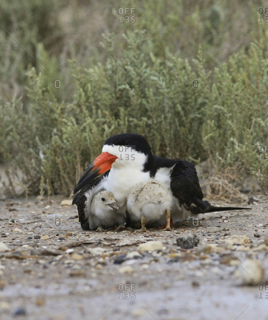 Black Skimmer (Rynchops Niger), adult with young, Port Isabel, Laguna Madre, South Padre Island, Texas, USA
