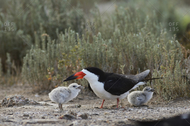 Black Skimmer (Rynchops Niger), adult with young, Port Isabel, Laguna Madre, South Padre Island, Texas, USA