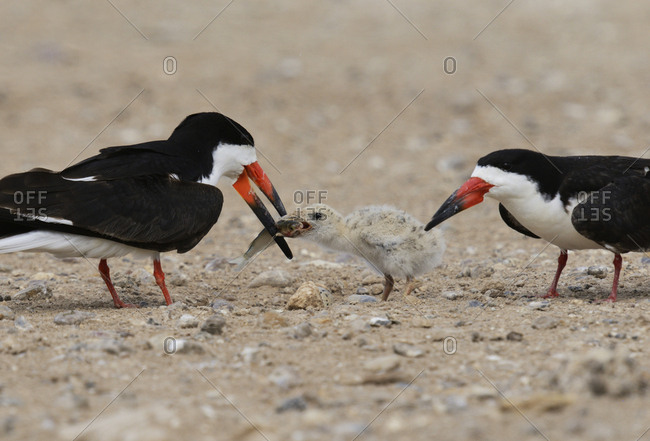 Black Skimmer (Rynchops Niger), adult feeding fish to young, Port Isabel, Laguna Madre, South Padre Island, Texas, USA