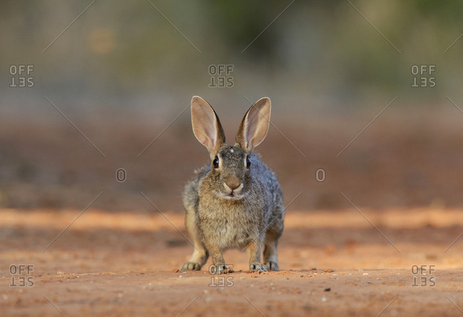 Eastern Cottontail (Sylvilagus Floridanus), adult, South Texas, USA
