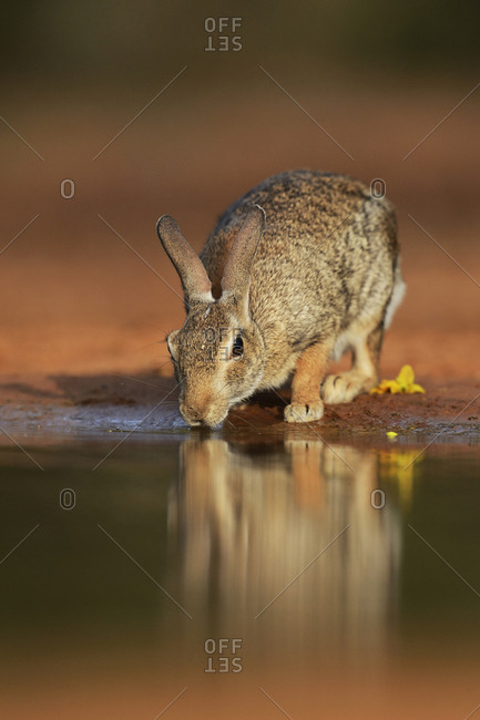 Eastern Cottontail (Sylvilagus Floridanus), adult drinking at pond, South Texas, USA
