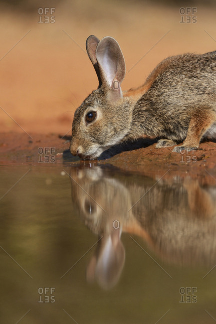 Eastern Cottontail (Sylvilagus Floridanus), adult drinking at pond, South Texas, USA