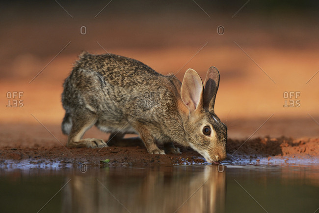 Eastern Cottontail (Sylvilagus Floridanus), adult drinking at pond, South Texas, USA