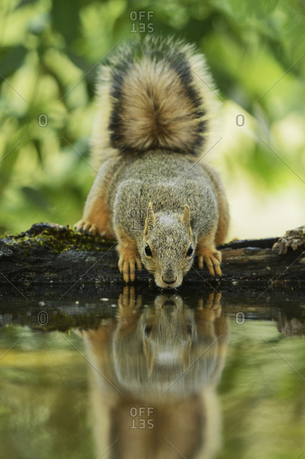 Eastern Fox Squirrel (Sciurus Niger), adult drinking, Hill Country, Texas, USA