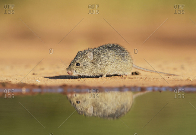 Hispid Cotton Rat (Sigmodon hispidus), adult at waters edge, South Texas, USA
