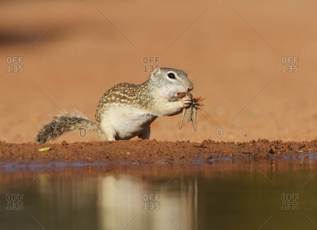 Mexican Ground Squirrel (Spermophilus Mexicanus), adult eating grasshopper, South Texas, USA