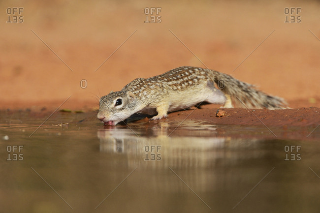 Mexican Ground Squirrel (Spermophilus Mexicanus), adult drinking at pond, South Texas, USA