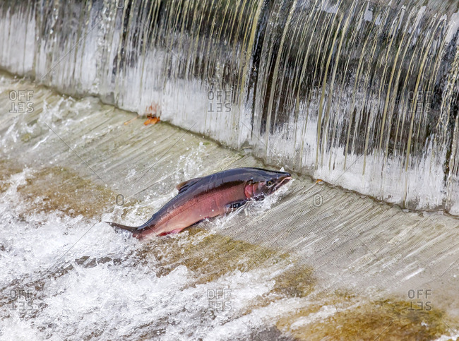 Salmon jumping. Issaquah Hatchery, Washington State. Salmon swimming up the Issaquah creek and are caught in the Hatchery.