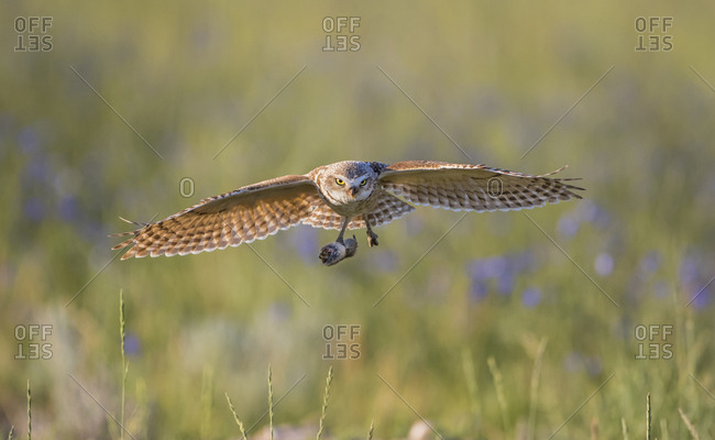USA, Wyoming, Sublette County, Pinedale, A Burrowing Owl flies into it's burrow with a rodent to feed it's young.