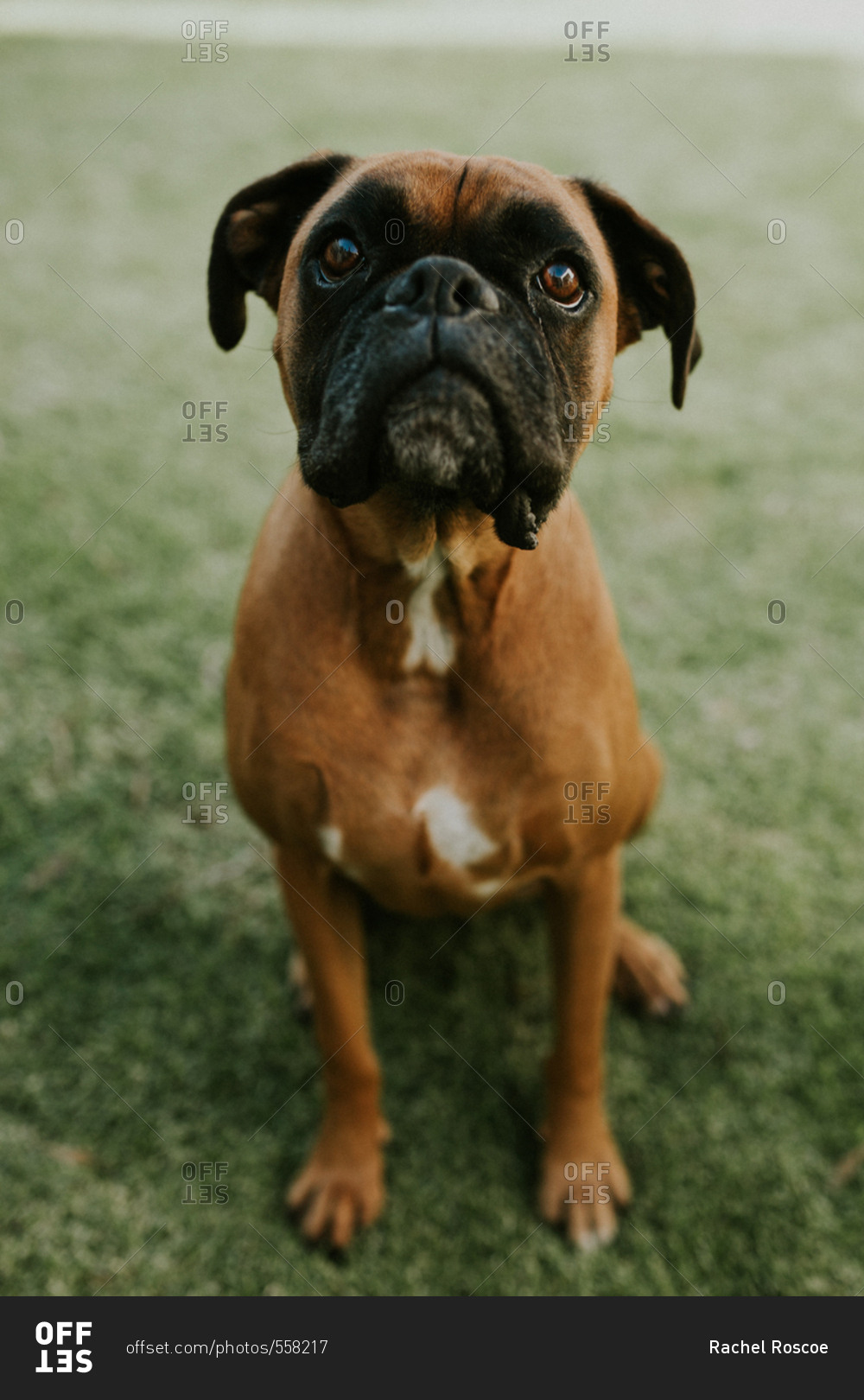 Boxer dog sitting obediently