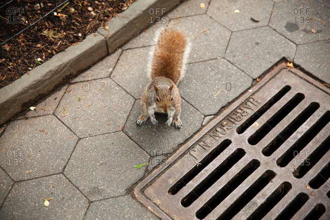 Squirrel on the ground in Gramercy Park in New York City
