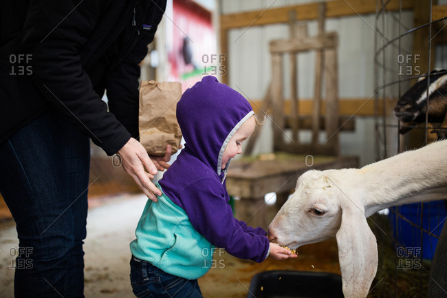 Toddler girl feeding a goat