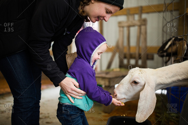 Toddler and girl feeding a goat