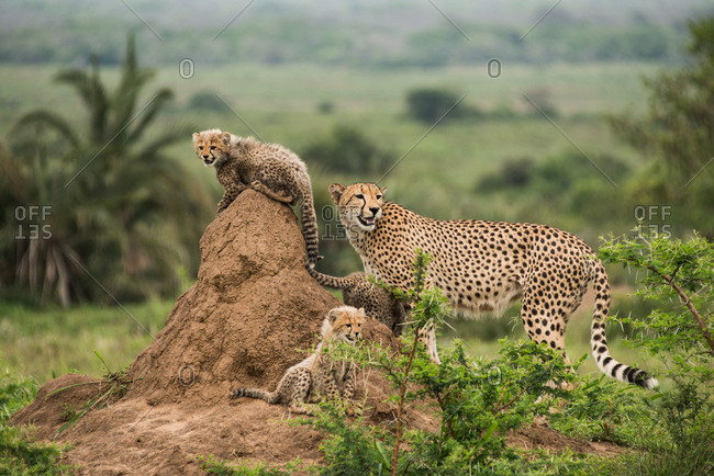 Cheetah mother and her cubs rest on top of termite hill, looking out for prey and predators, Phinda Game Reserve, South Africa