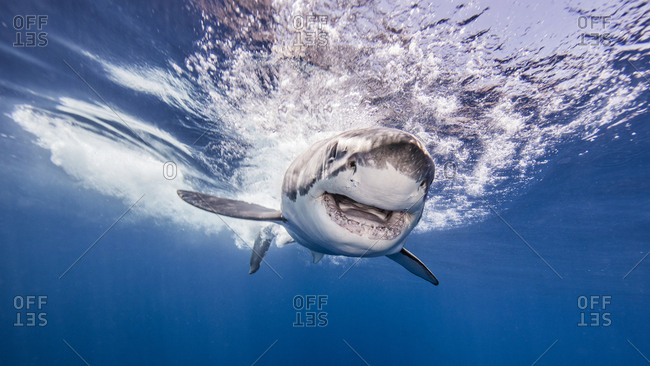 Great White shark entering water after attacking bait, underwater view