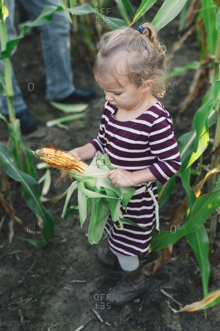 Girl in corn field unwrapping leaves from corn cob