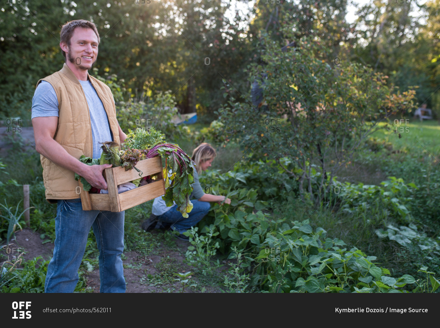 Woman picking crops on farm, man holding crate of crops stock photo ...