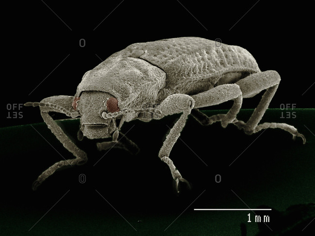 Scanning electron micrograph of a riffle beetle (Coleoptera: Elmidae)