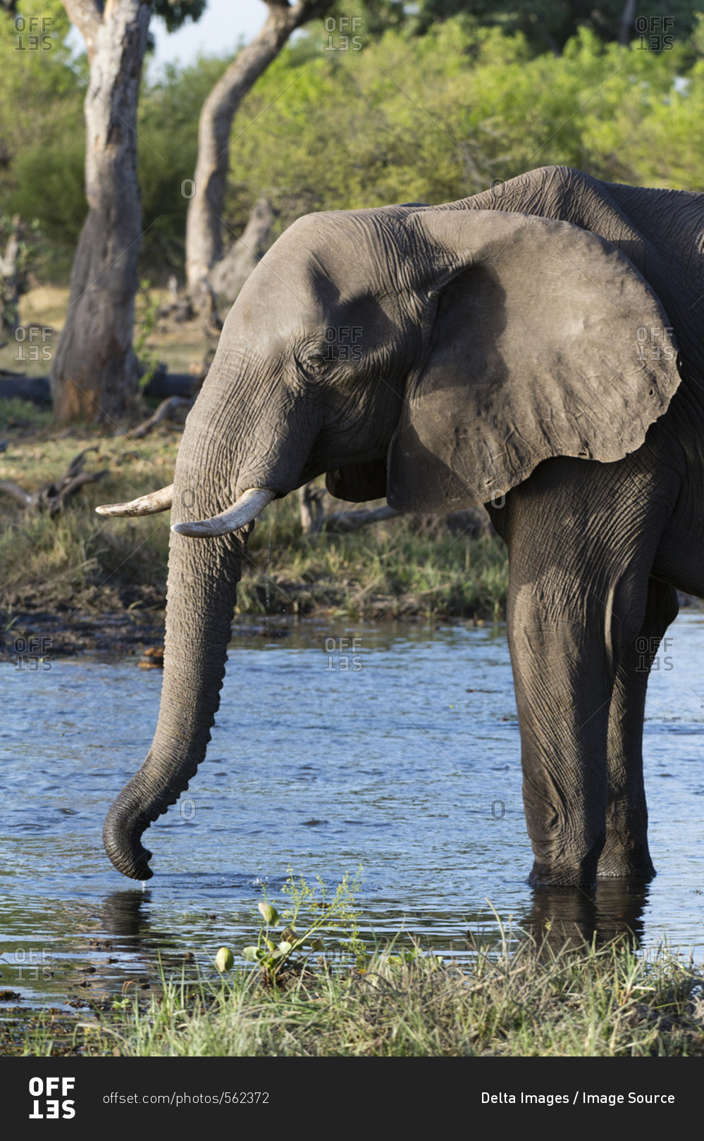 Elephant (Loxodonta africana) drinking in river, Khwai concession, Okavango delta, Botswana