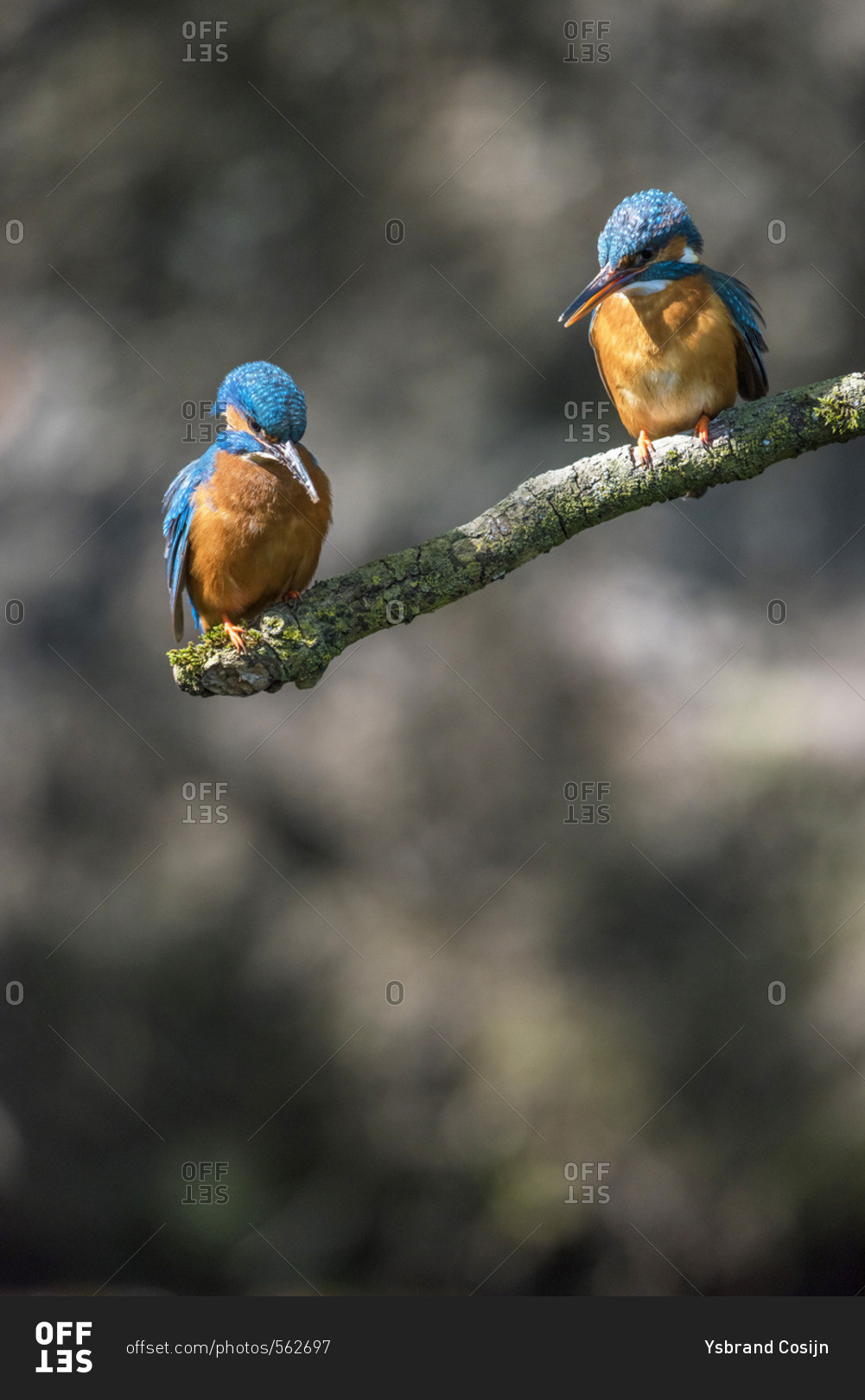 Two kingfisher birds perched on branch looking down into water for fish.