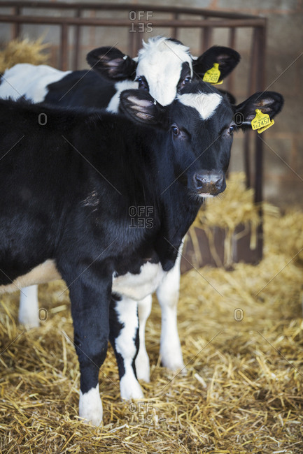Two black and white cows with yellow ear tags in a cowshed.