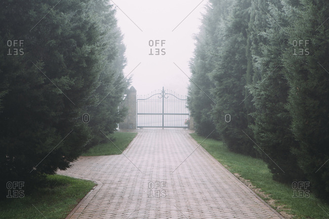 A driveway and gate and an avenue of dark green cypress trees, on a misty morning in Tuscany.