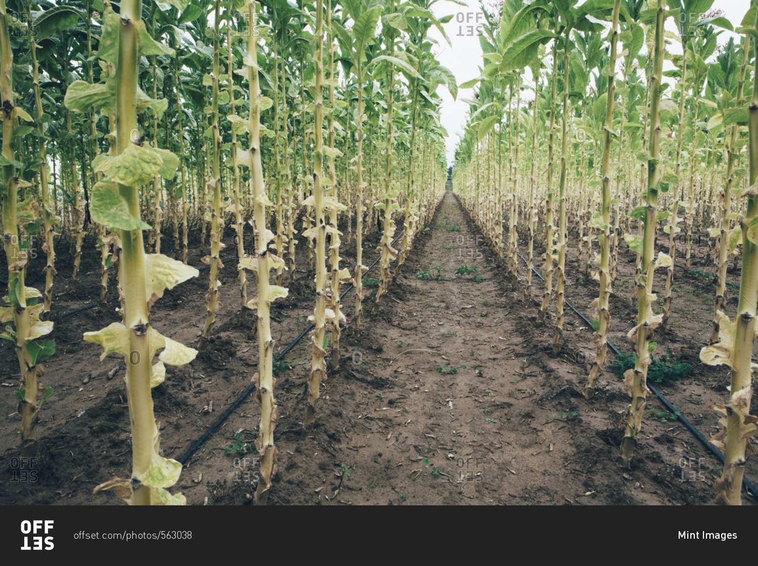 Field tobacco planted in straight rows growing in the fields around Cortona. Watering system, hose pipes on the soil.