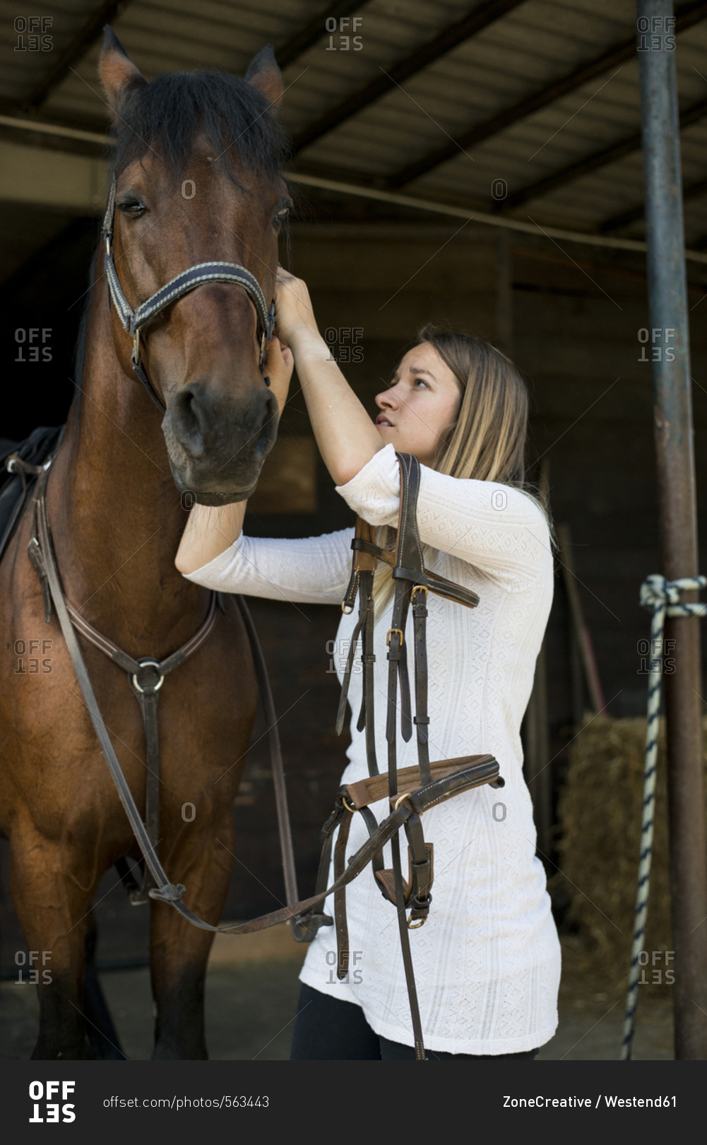 Young woman applying bridle to horse