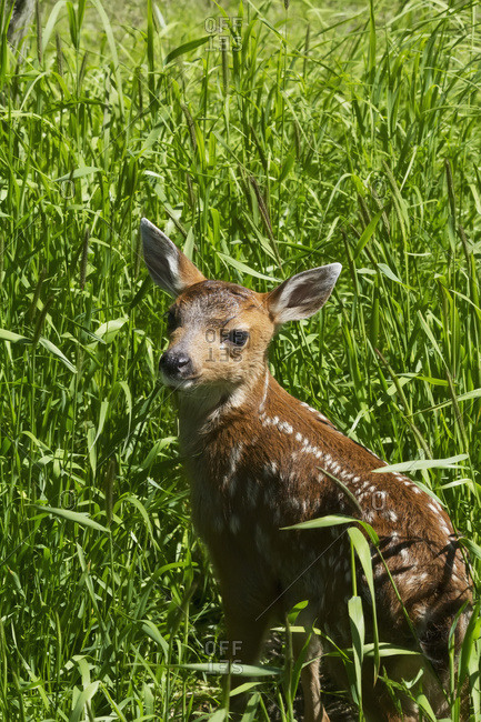 Captive Black-tailed deer (Odocoileus hemionus) fawn at the Alaska Wildlife Conservation Center in summertime, Portage, Alaska, United States of America