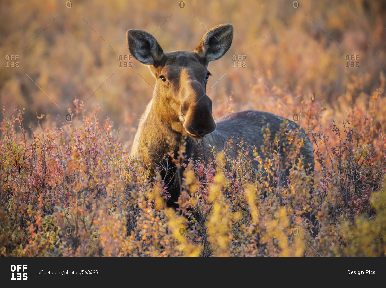 A cow moose (alces alces) stands in nice light in Denali National Park and Preserve, interior Alaska, Alaska, United States of America