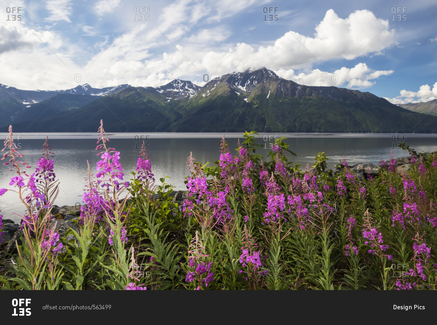 A colorful patch of fireweed (Chamerion angustifolium) stands between the Seward Highway and the  waters of Turnagain Arm, Kenai Mountains in background, South-central Alaska, Alaska, United States of America