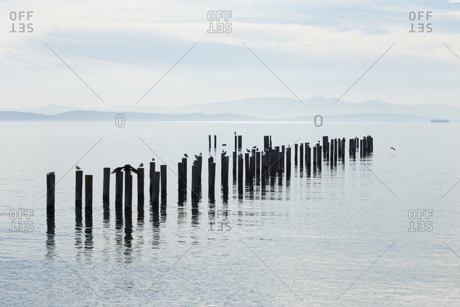 A group of old pilings with a heron, seagulls and cormorants sitting on pilings, Point Roberts, Washington, United States of America