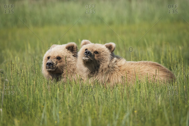 Alaskan coastal bear (ursus arctos) cubs in a grass field, Lake Clark National Park, Alaska, United States of America