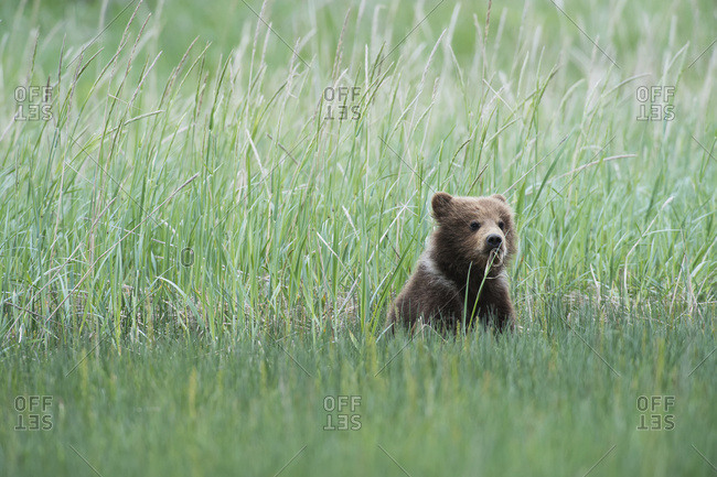 Alaskan coastal bear (ursus arctos) cub sitting in a field of tall grass, Lake Clark National Park, Alaska, United States of America