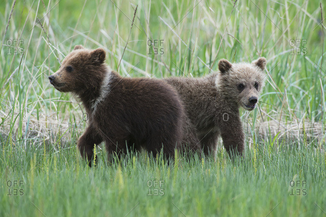 Alaskan coastal bear (ursus arctos) cubs in a field of tall grass, Lake Clark National Park, Alaska, United States of America