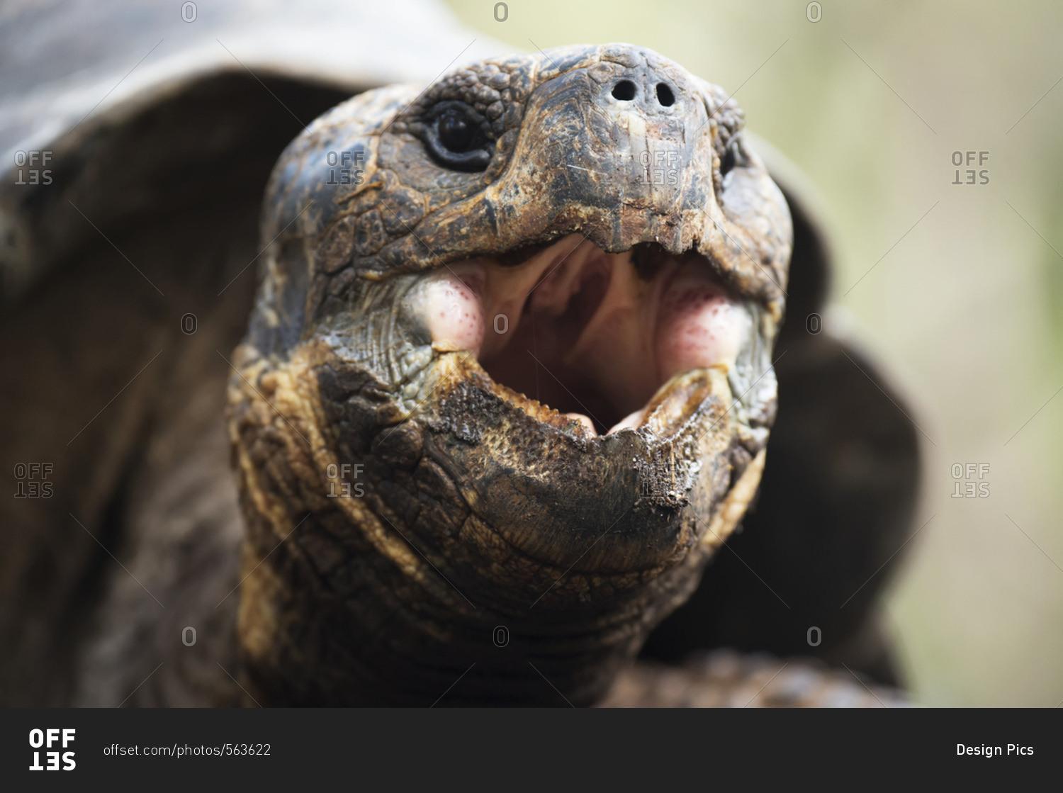 Close Up Of A Tortoise With Its Mouth Open Galapagos Islands Ecuador