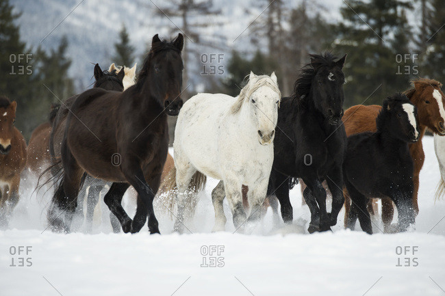 Horses running in the snow on a ranch in winter, Montana, United States of America