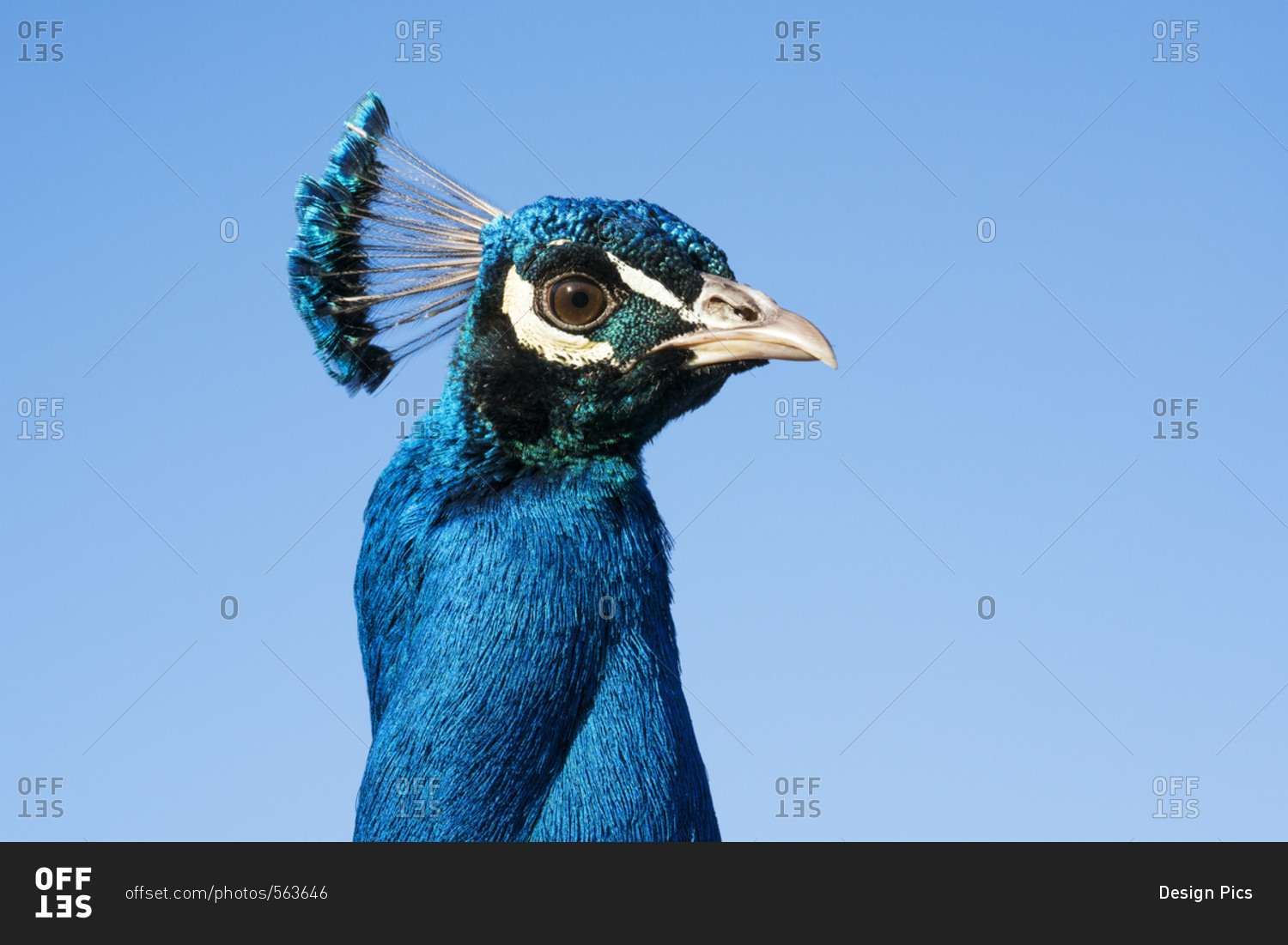 A beautiful blue bird with a crown of feathers on it's head against a blue sky, South Shields, Tyne and Wear, England