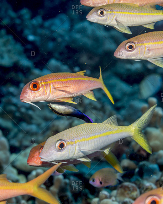 Yellow fin Goatfish (Mulloidichthys vanicolensis) being attended by a Hawaiian Cleaner Wrasse (Labroides phthirophagus), an endemic Hawaiian fish species, near a reef and schooled off the Kona coast, Kona, Island of Hawaii, Hawaii, United States of Americ