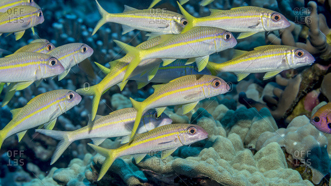 Yellow fin Goatfish (Mulloidichthys vanicolensis) schooled off the Kona coast, Kona, Island of Hawaii, Hawaii, United States of America