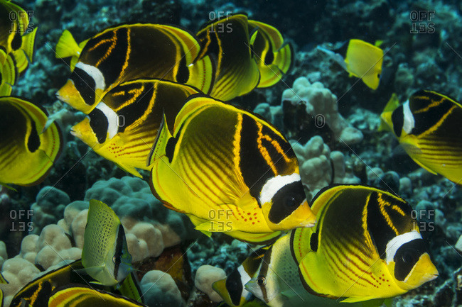 Racoon Butterflyfish (Chaetodon lunula) schooling off the Kona coast, taken while scuba diving with Jack\'s Diving Locker at Pawai Bay, Kona, Island of Hawaii, Hawaii, United States of America