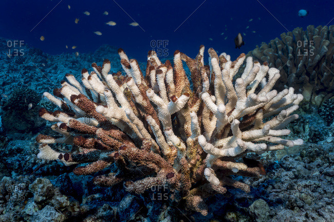 Antler coral (Pocillopora eydouxi) bleached white by the compounding effects of an El Nino with global warming photographed while scuba diving the Kona coast, Kona, Island of Hawaii, Hawaii, United States of America