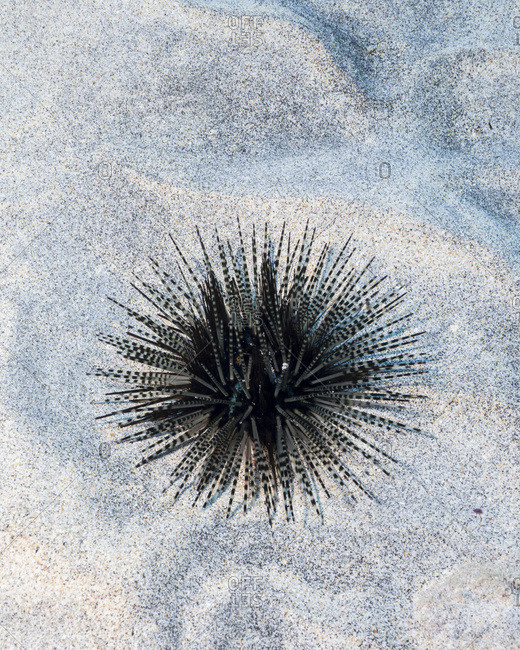 Banded sea urchin (Echinothrix calamaris) on a sandy bottom off the
