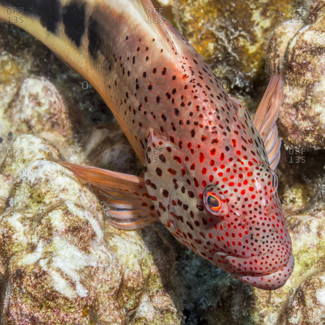 Freckled Hawkfish (Paracirrhites forsteri) resting on algae-covered dead coral (that has been scraped by the feeding action of a parrotfish) photographed while scuba diving the Kona coast, Kona, Island of Hawaii, Hawaii, United States of America