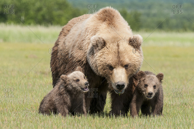 Four brown bear cubs sitting with mother Youth T-Shirt by Ndp - Pixels